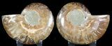 Sliced Fossil Ammonite Pair - Agatized #46517-1